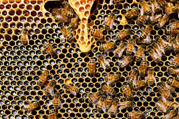 S'engager pour les abeilles : le parrainage en entreprise